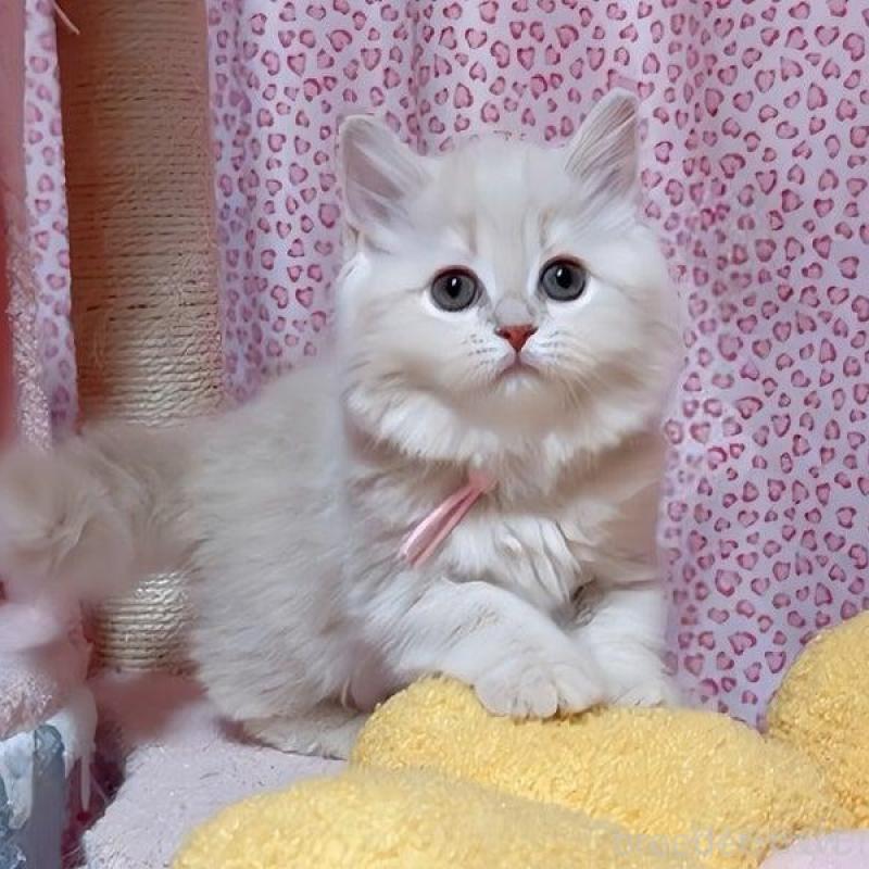 販売中の愛媛県のスコティッシュフォールド-133609の4枚目