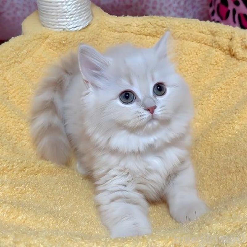 販売中の愛媛県のスコティッシュフォールド-133609の3枚目