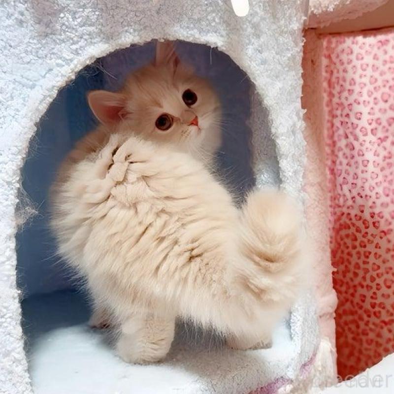 販売中の愛媛県のスコティッシュフォールド-133609の2枚目