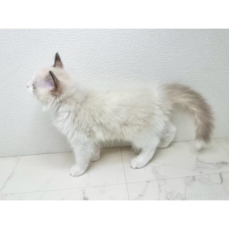 販売中の千葉県のラグドール-133611の5枚目