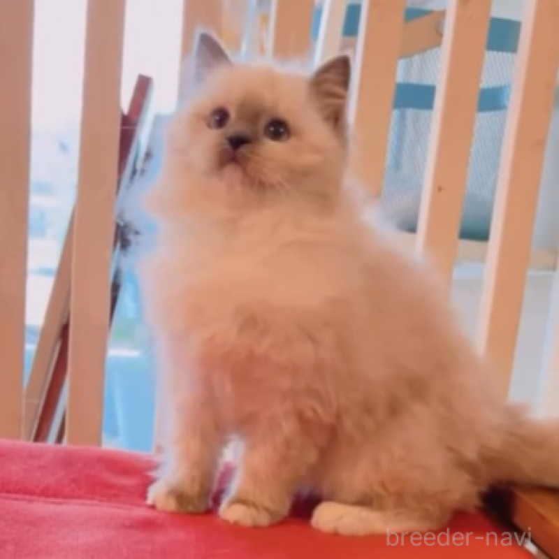 販売中の兵庫県のラグドール-133610の5枚目