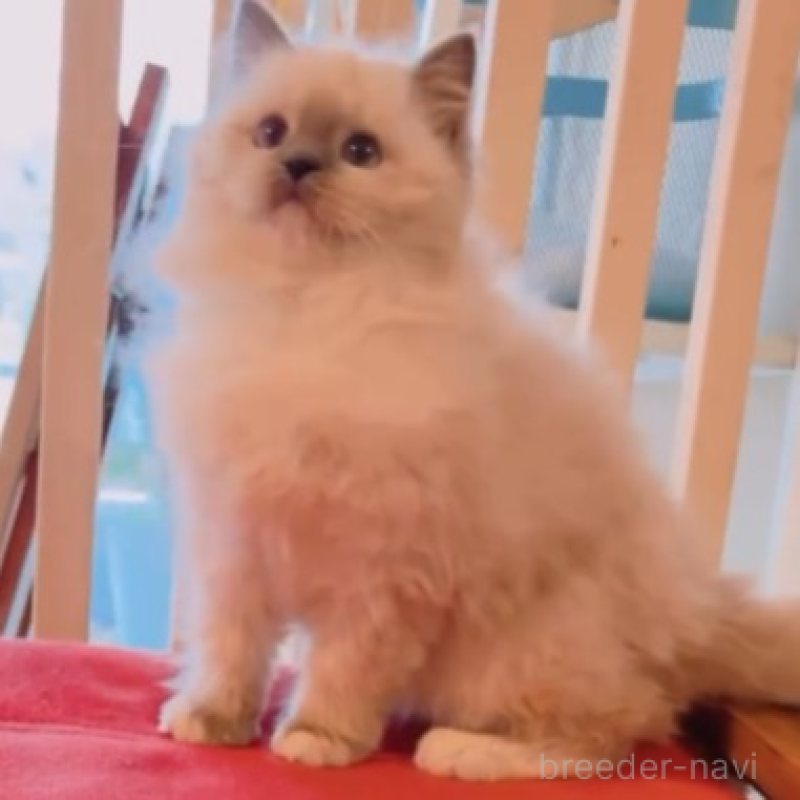 販売中の兵庫県のラグドール-133610の3枚目