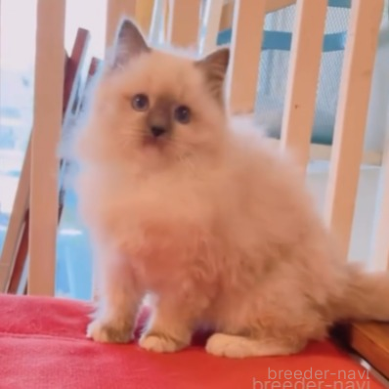 販売中の兵庫県のラグドール-133610の1枚目