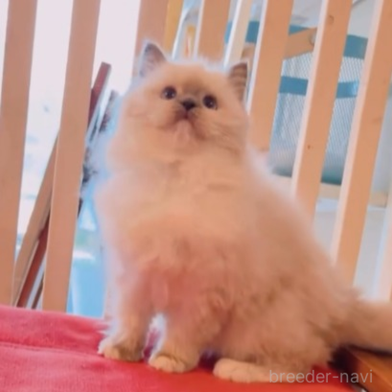 販売中の兵庫県のラグドール-133610の2枚目