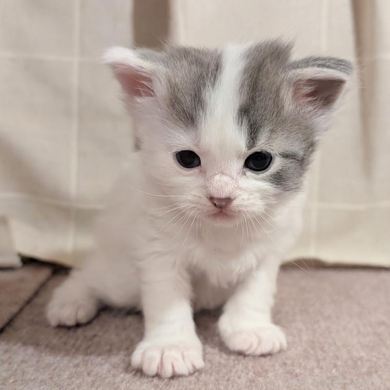 販売中の栃木県のマンチカン-133659