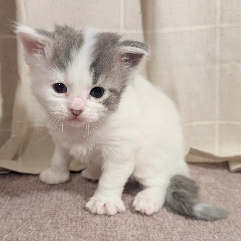 販売中の栃木県のマンチカン-133659の3枚目