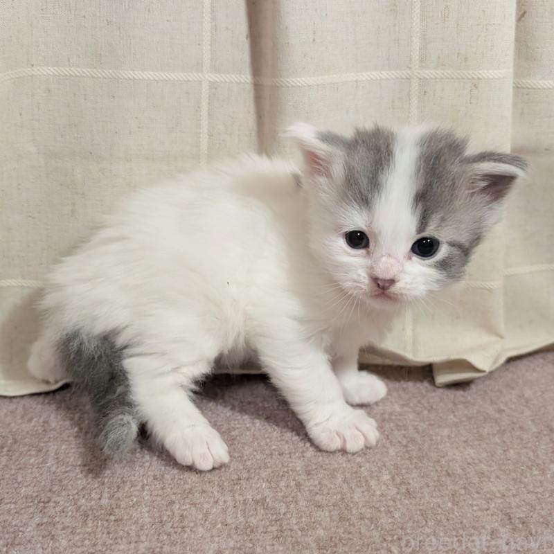 販売中の栃木県のマンチカン-133659の2枚目