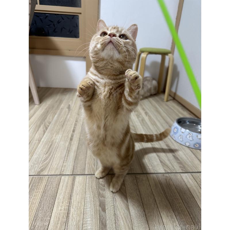 販売中の千葉県のマンチカン(短足)-125433の4枚目