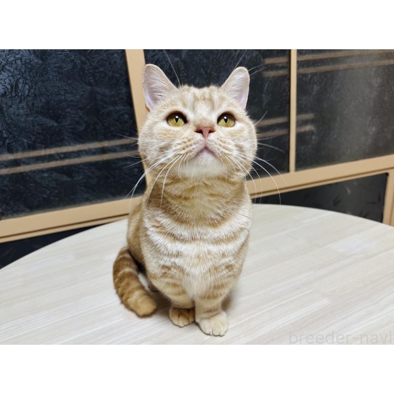 販売中の千葉県のマンチカン(短足)-125433の3枚目