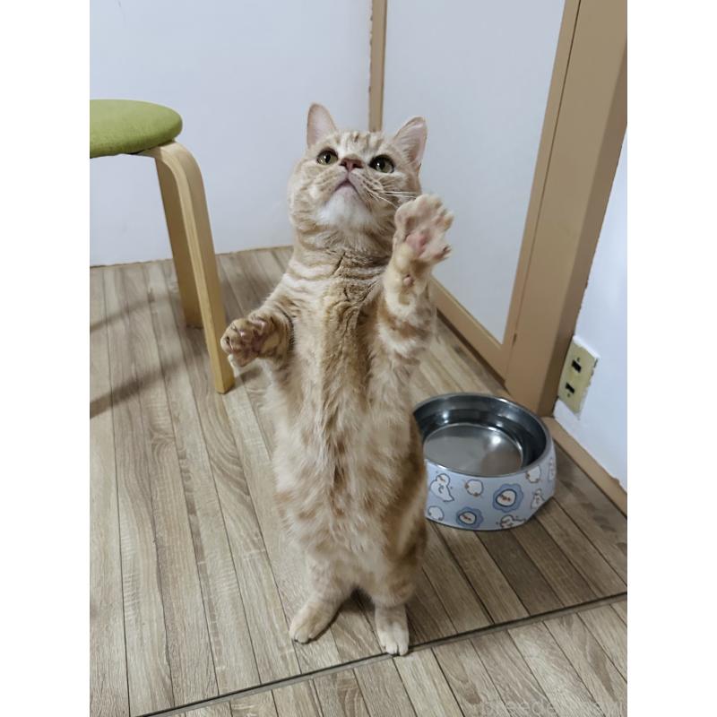 販売中の千葉県のマンチカン(短足)-125433の2枚目