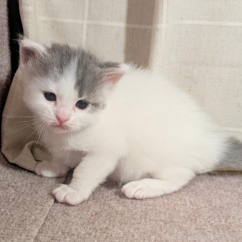 販売中の栃木県のマンチカン-133660