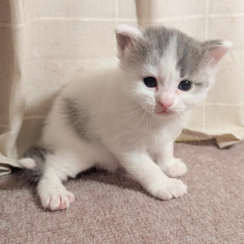 販売中の栃木県のマンチカン-133660の3枚目