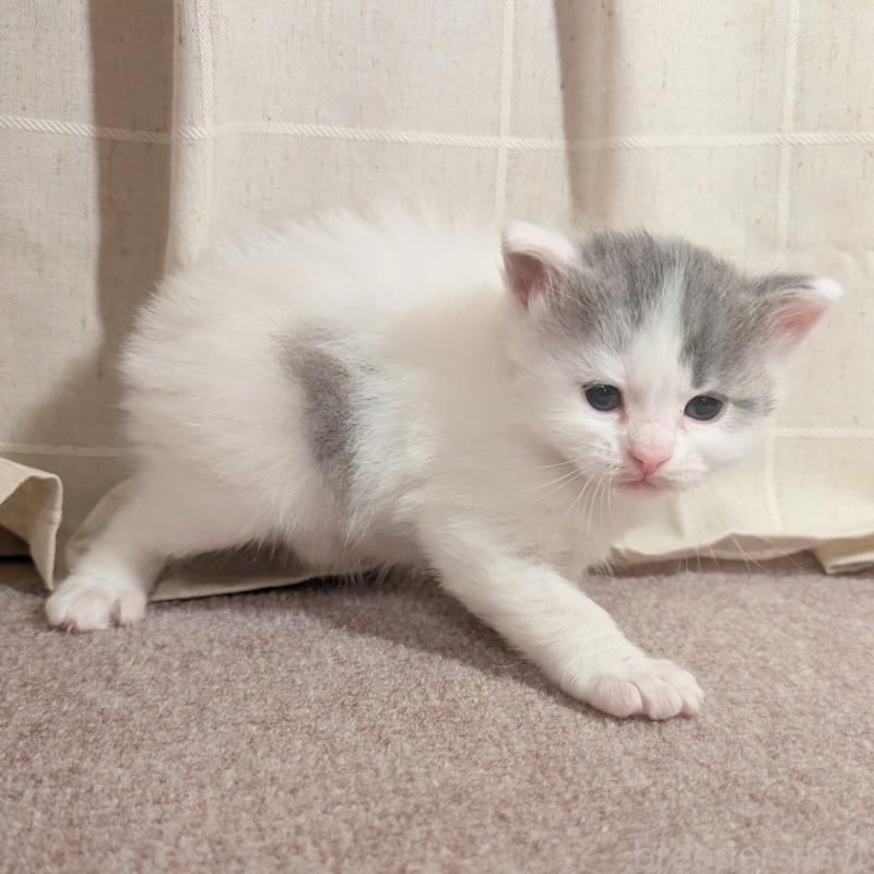 販売中の栃木県のマンチカン-133660の2枚目