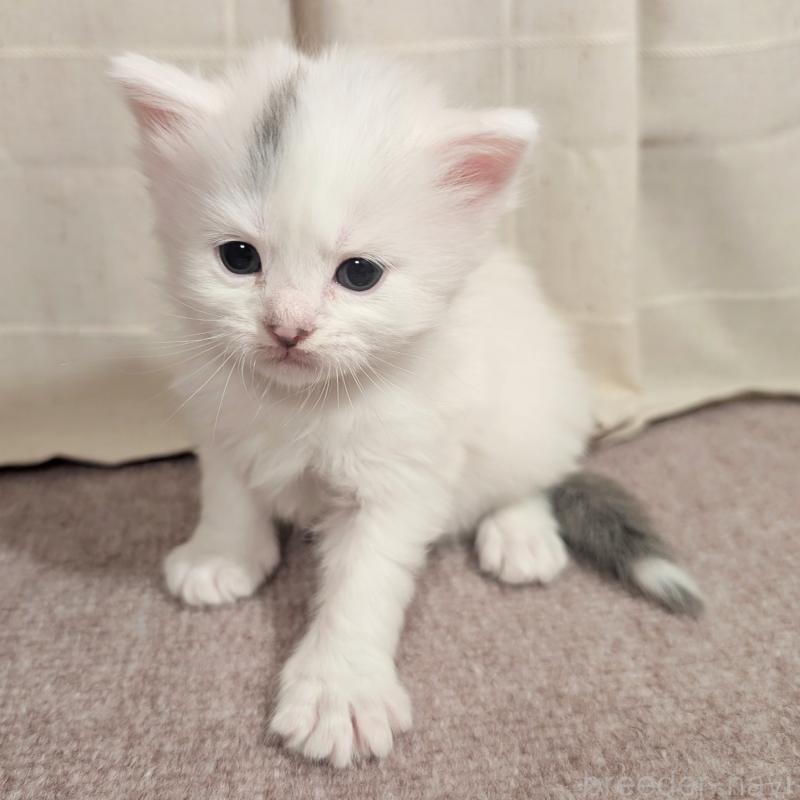 販売中の栃木県のマンチカン-133661