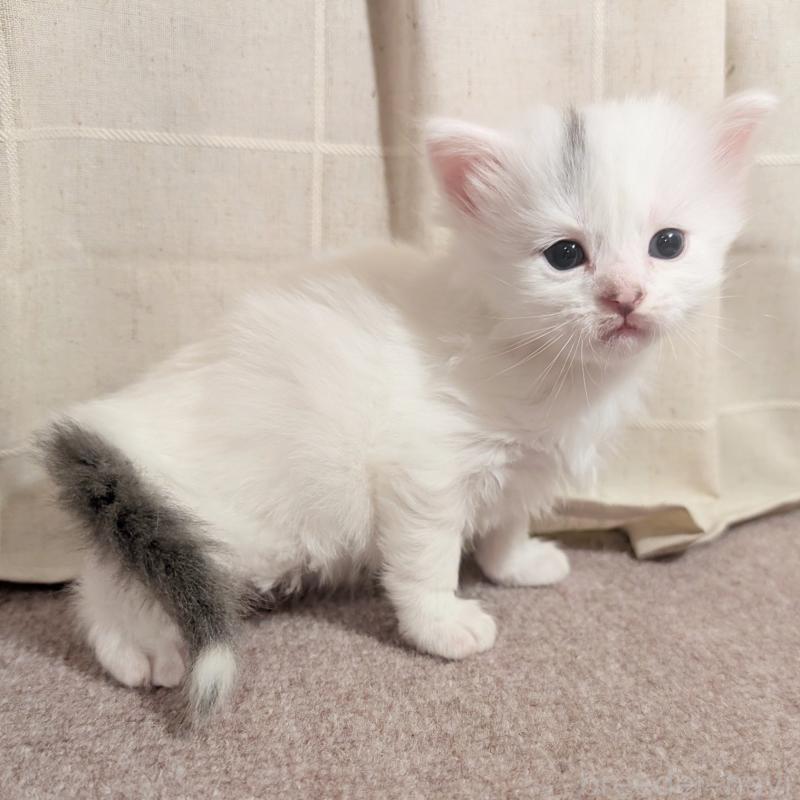 販売中の栃木県のマンチカン-133661の3枚目