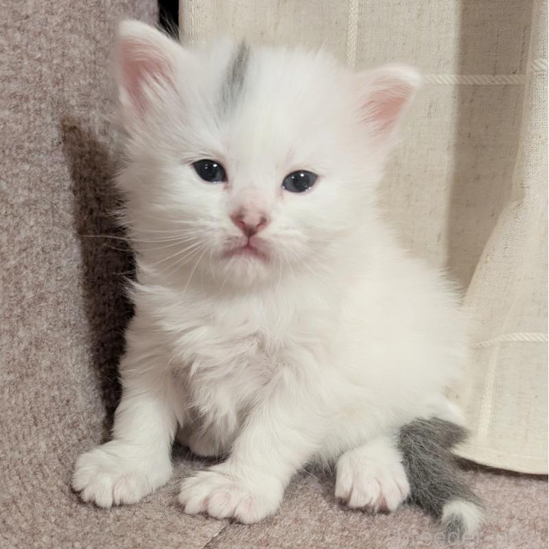 販売中の栃木県のマンチカン-133661の2枚目