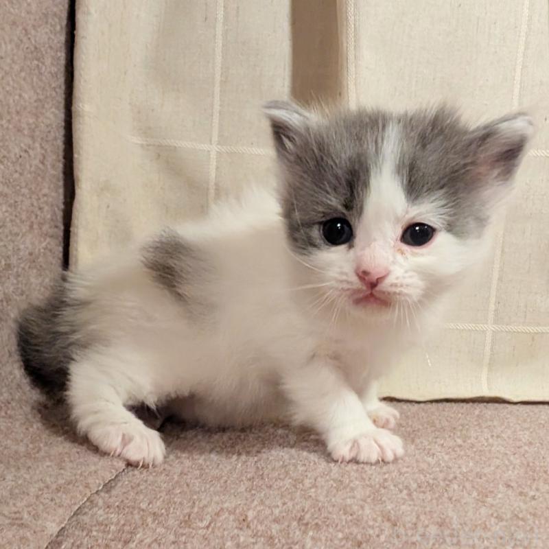 販売中の栃木県のマンチカン-133662