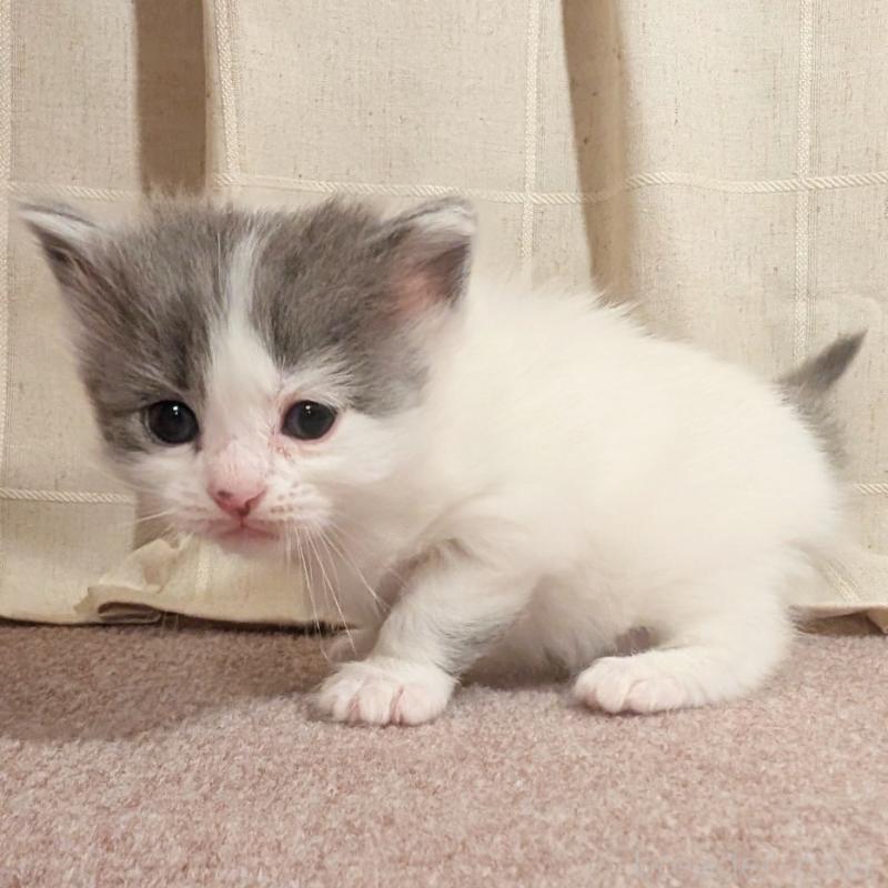 販売中の栃木県のマンチカン-133662の3枚目