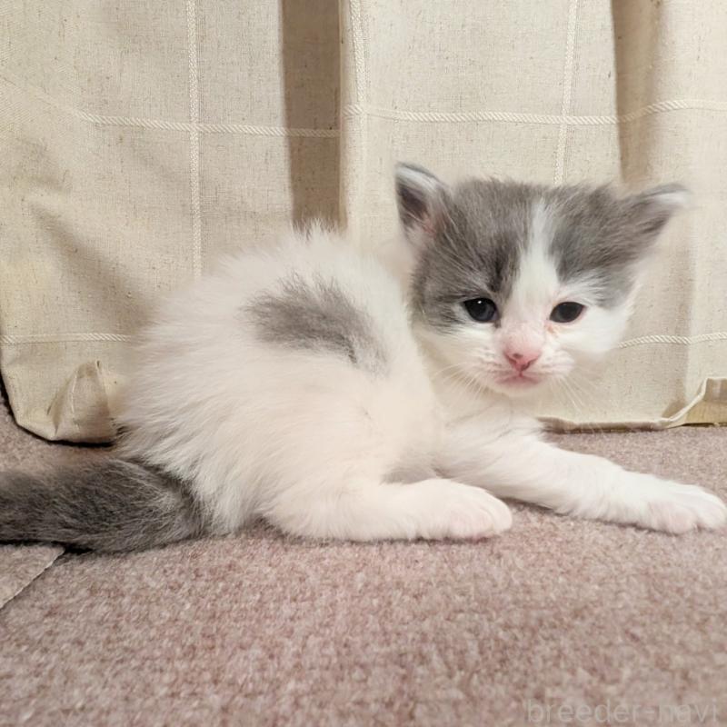 販売中の栃木県のマンチカン-133662の2枚目