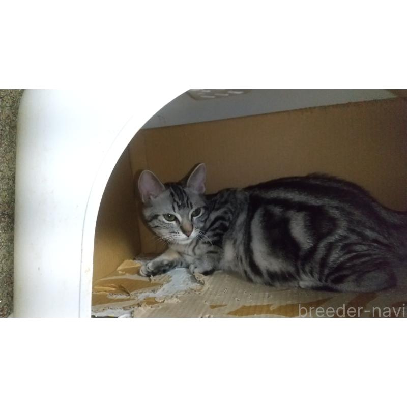 販売中の愛知県のアメリカンショートヘア-128989の2枚目