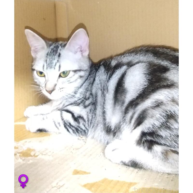 販売中の愛知県のアメリカンショートヘア-128988の2枚目