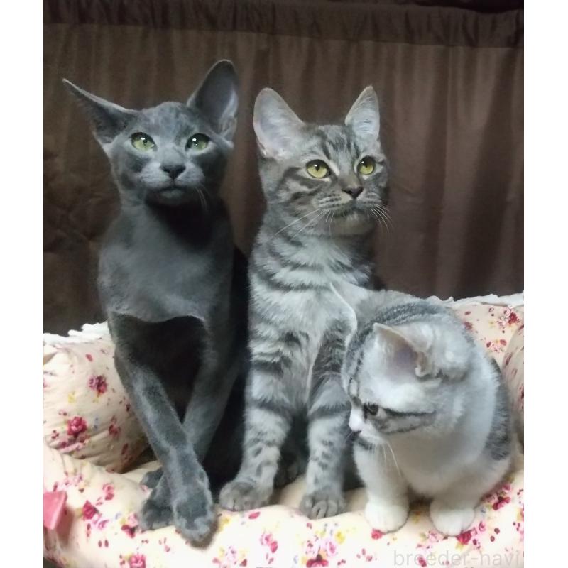 販売中の愛知県のミックス-132372の2枚目