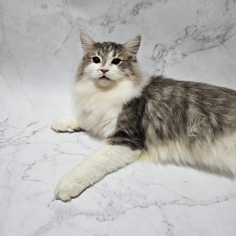 販売中の兵庫県のノルウェージャンフォレストキャット-118034