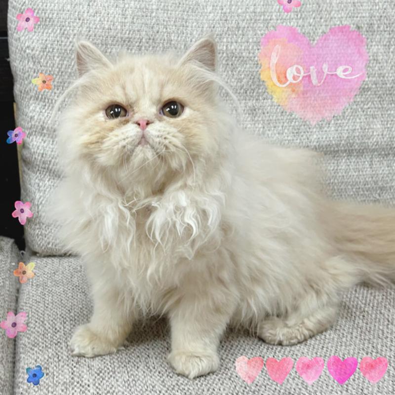 販売中の東京都のエキゾチックショートヘア-126905