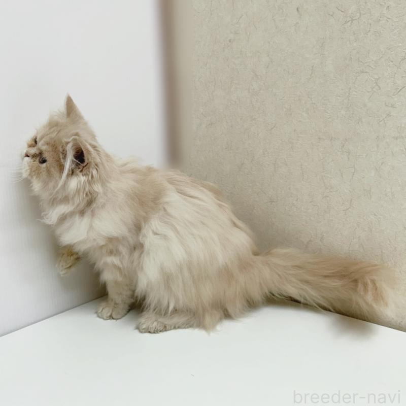 成約済の東京都のエキゾチックショートヘア-126905の4枚目