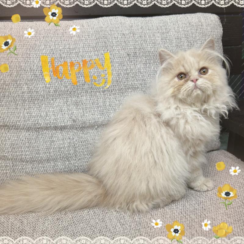 成約済の東京都のエキゾチックショートヘア-126905の3枚目