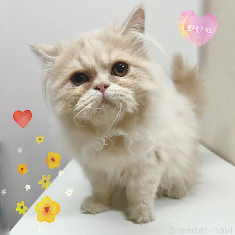 成約済の東京都のエキゾチックショートヘア-126905の2枚目