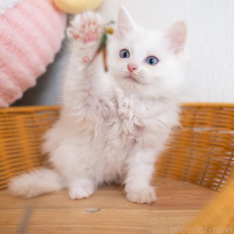 販売中の大阪府のサイベリアン-131690の10枚目