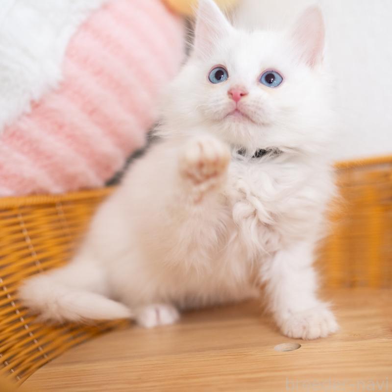 販売中の大阪府のサイベリアン-131690の9枚目