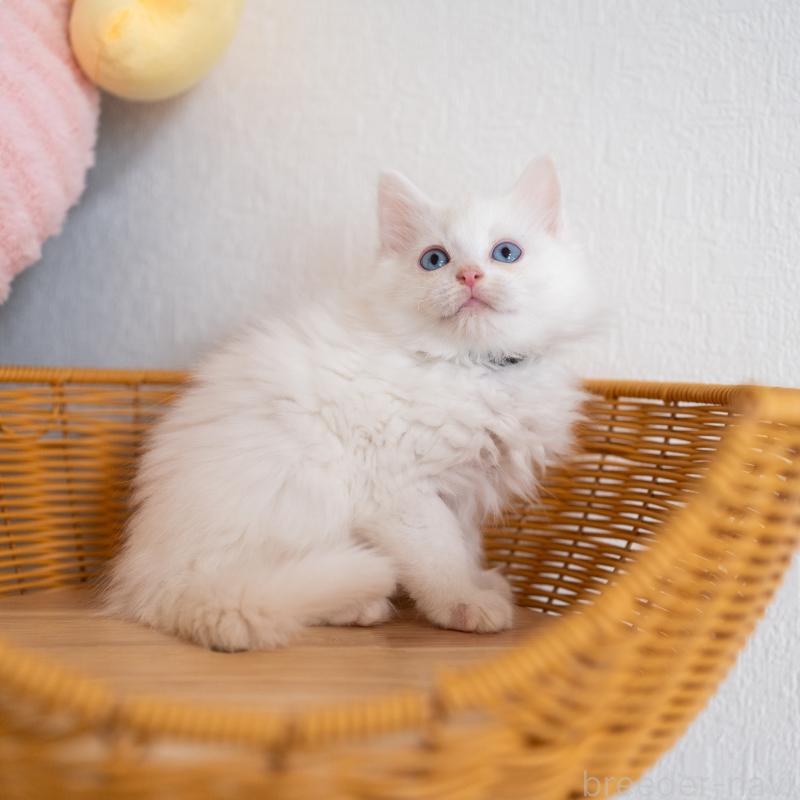 販売中の大阪府のサイベリアン-131690の8枚目