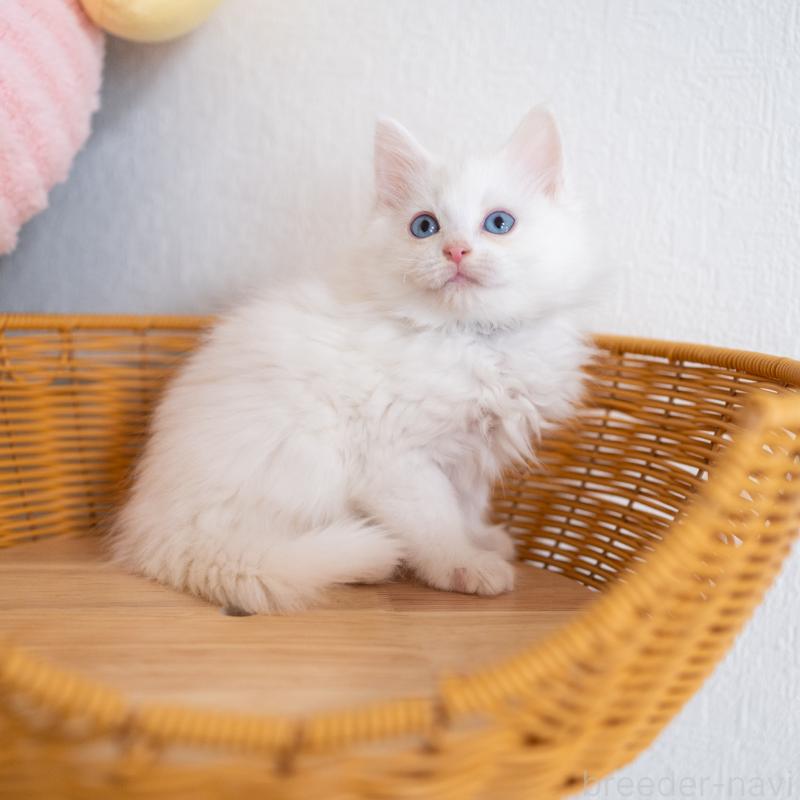 販売中の大阪府のサイベリアン-131690の7枚目