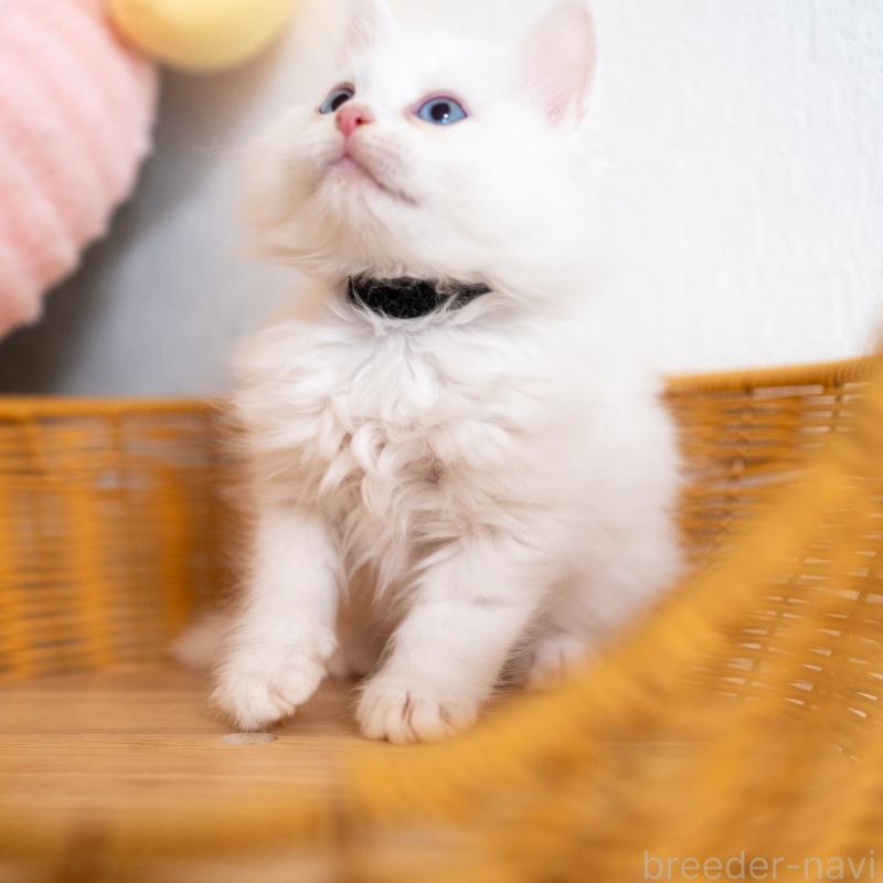 販売中の大阪府のサイベリアン-131690の5枚目