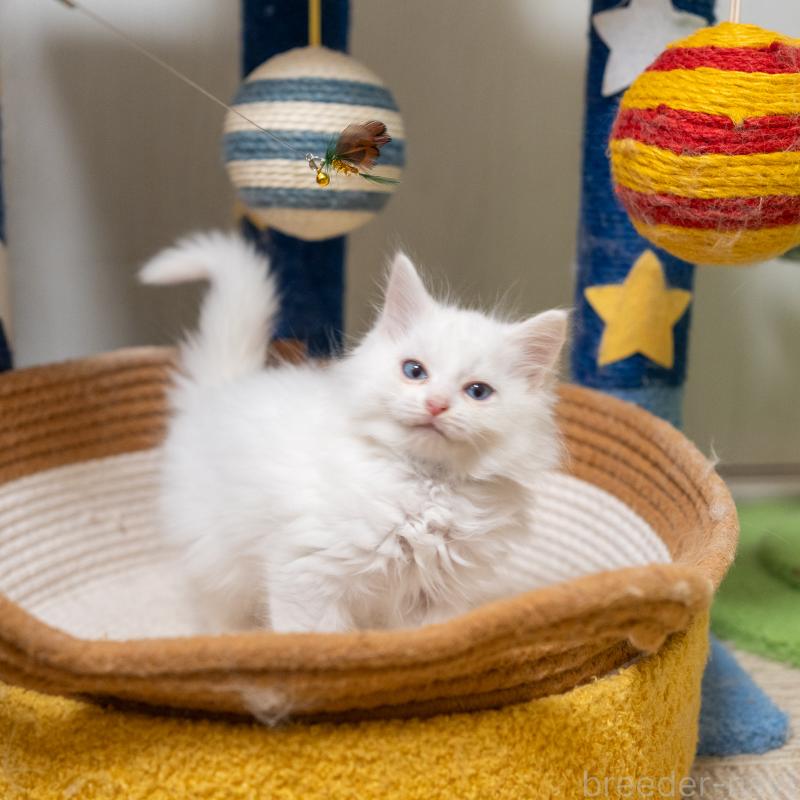 販売中の大阪府のサイベリアン-131690の4枚目