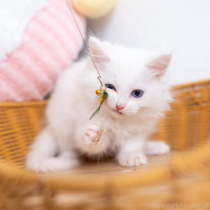 販売中の大阪府のサイベリアン-131690の2枚目