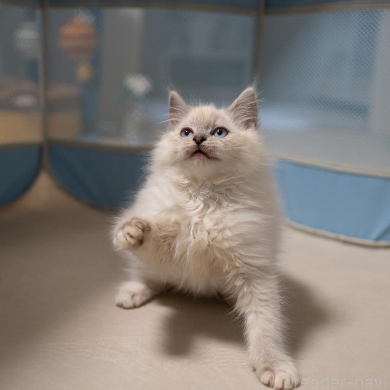 成約済の大阪府のサイベリアン-133362の10枚目