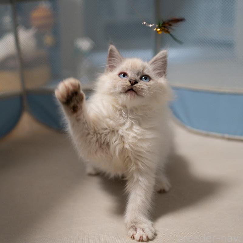 成約済の大阪府のサイベリアン-133362の9枚目