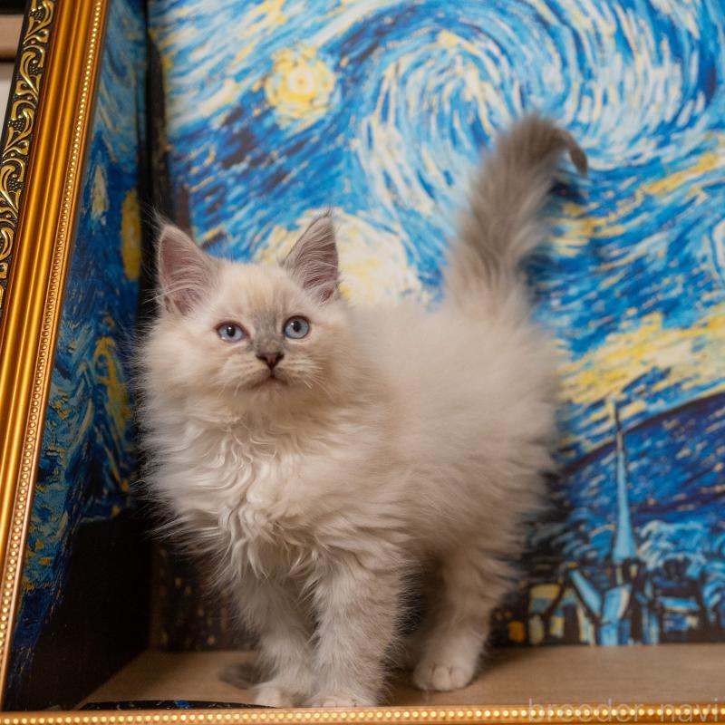 成約済の大阪府のサイベリアン-133362の8枚目