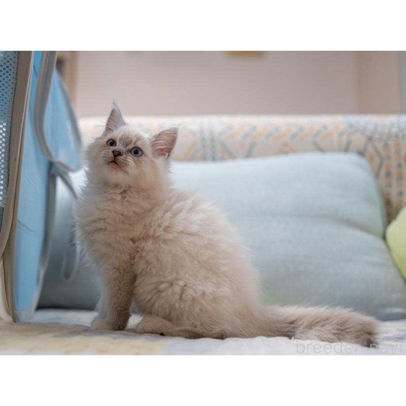 成約済の大阪府のサイベリアン-133362の7枚目