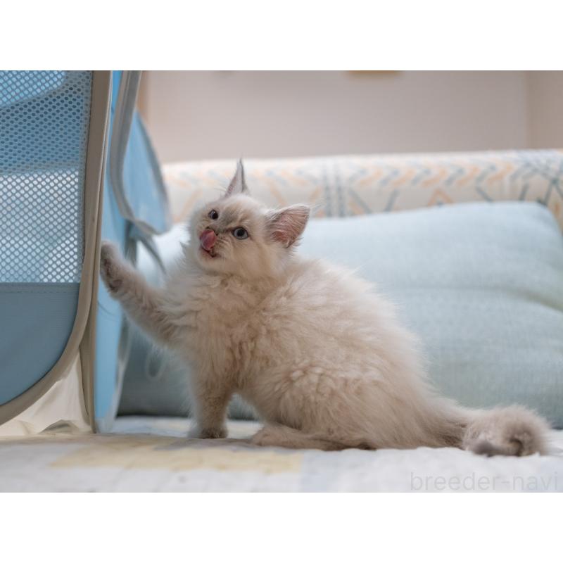 成約済の大阪府のサイベリアン-133362の6枚目