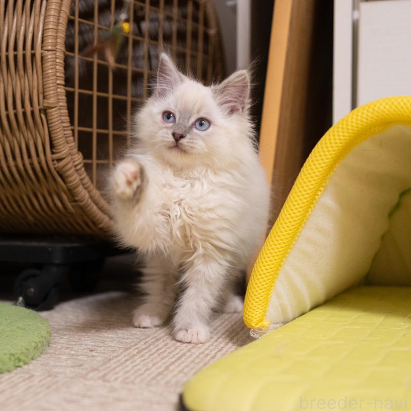 成約済の大阪府のサイベリアン-133362の4枚目