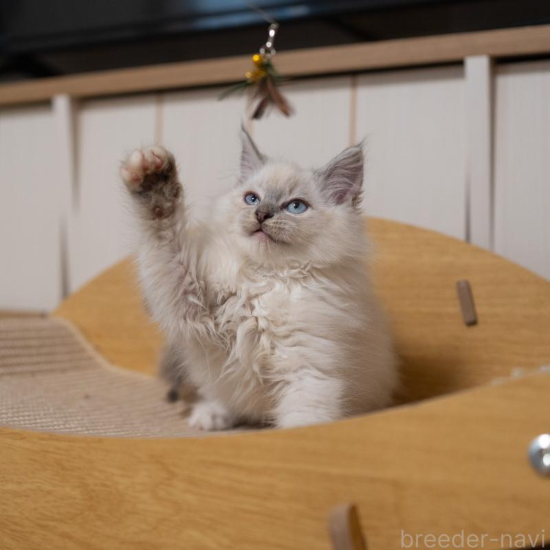 成約済の大阪府のサイベリアン-133362の3枚目