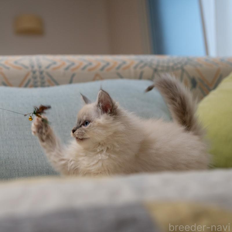 成約済の大阪府のサイベリアン-133362の2枚目