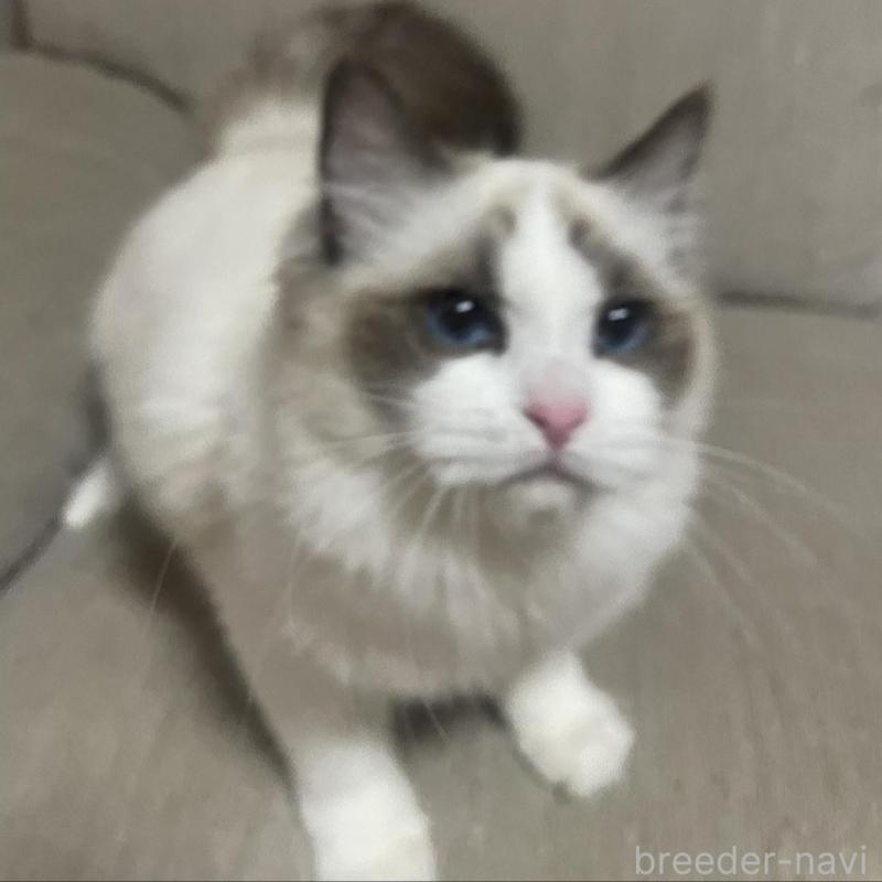 販売中の群馬県のラグドール-133670の5枚目