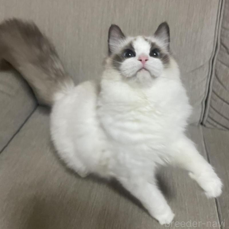 販売中の群馬県のラグドール-133670の4枚目