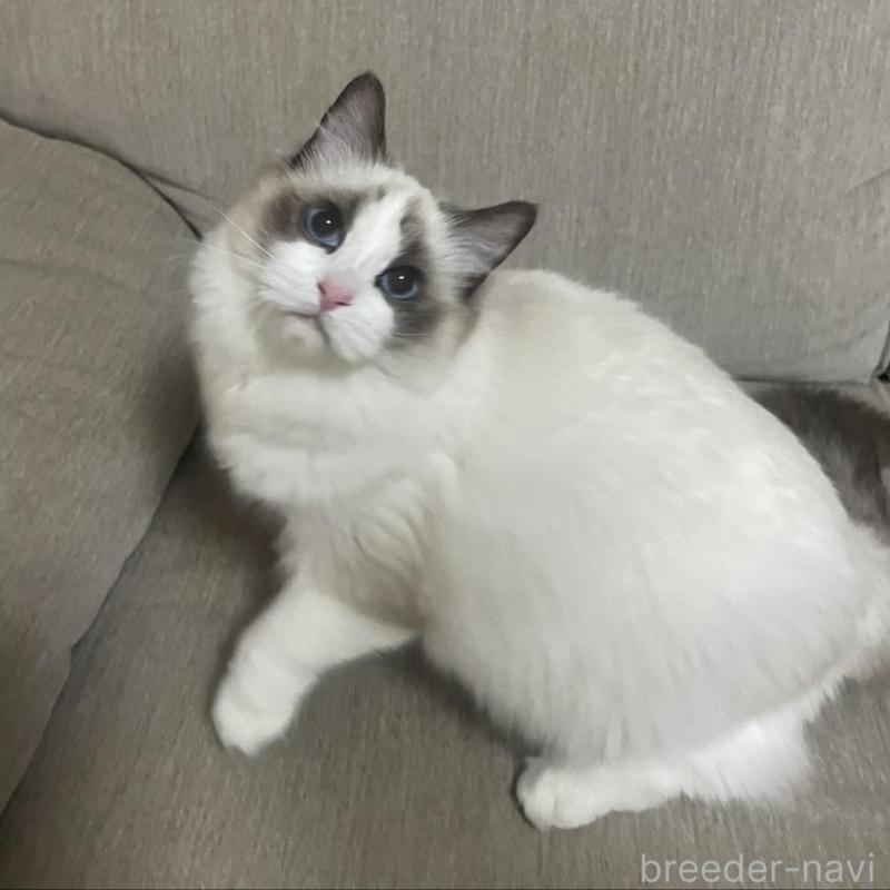 販売中の群馬県のラグドール-133670の3枚目