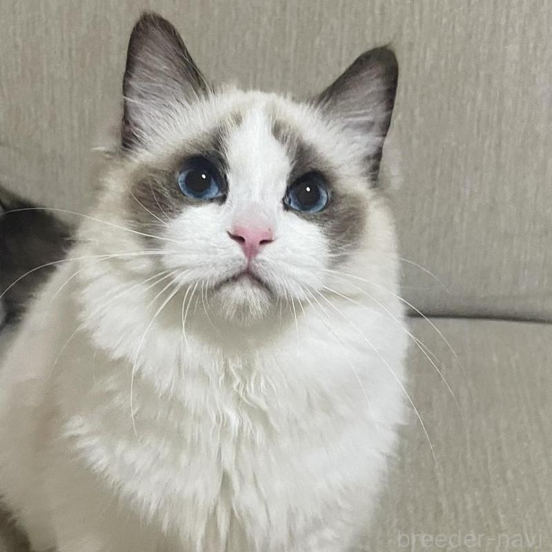 販売中の群馬県のラグドール-133670の1枚目